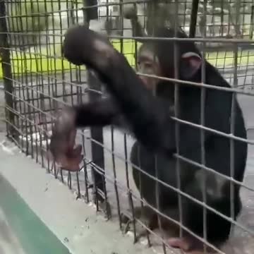Baby Gorilla Asking Mineral water Very heat Temprature