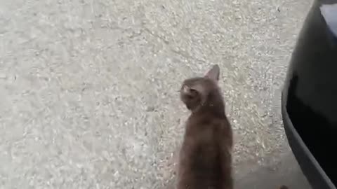 Cat couldn't let her owner go to work