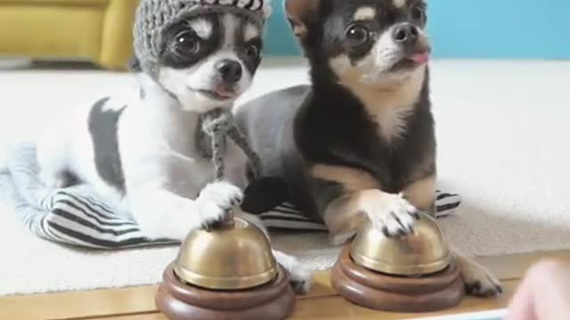 Chihuahua Ring Bells To Sound Of Piano Melody