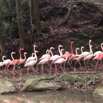 Flaming comes and go