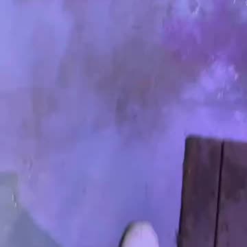 Did You Know #whales #ocean #belugawhales #viral #reels #oceanlife