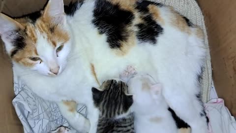 Mother gives milk to her kittens. I petted the mother cat and her baby kittens