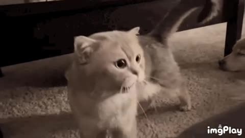 Cute Cat Gif