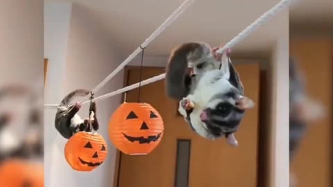 SUGAR GLIDERS Flying - Funny & Cute Compilation