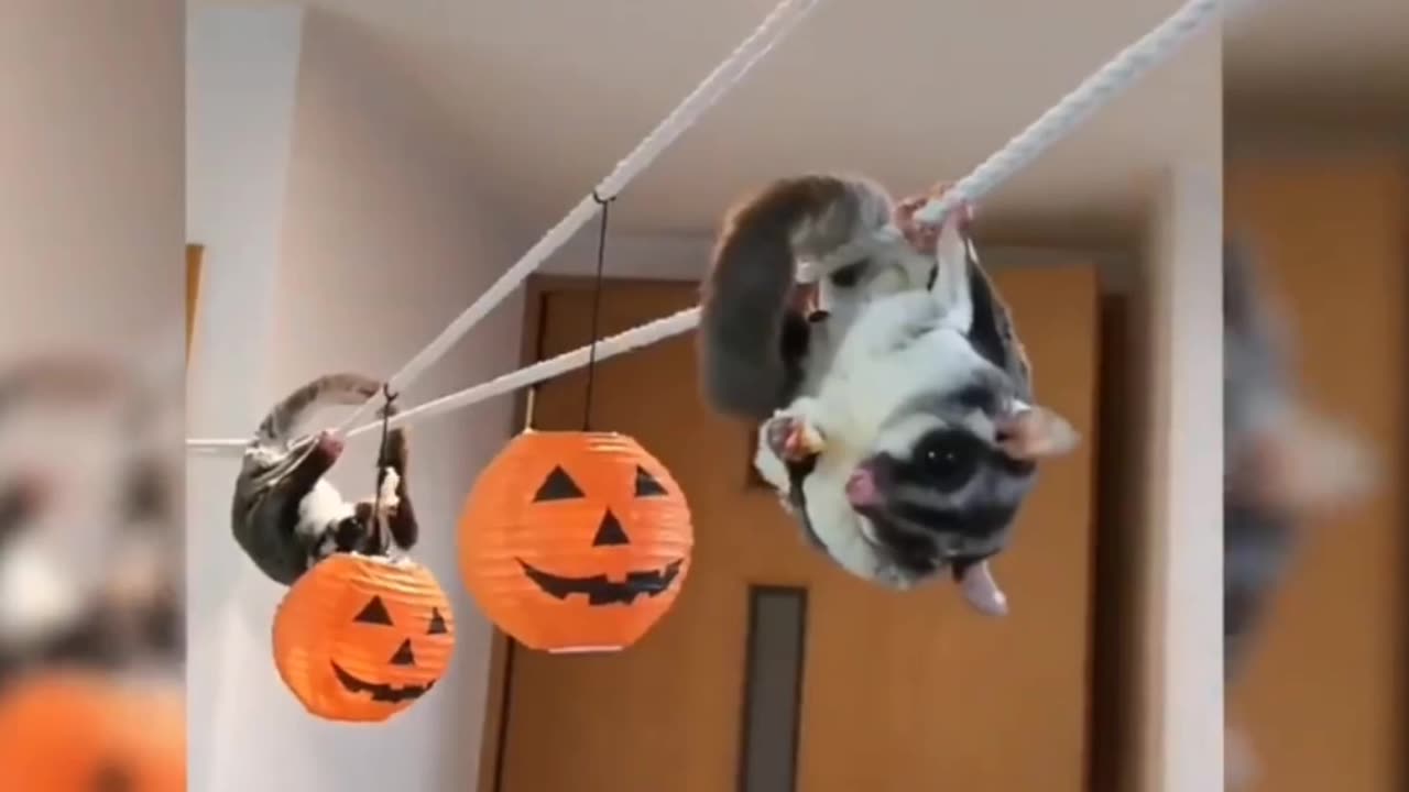 SUGAR GLIDERS Flying - Funny & Cute Compilation