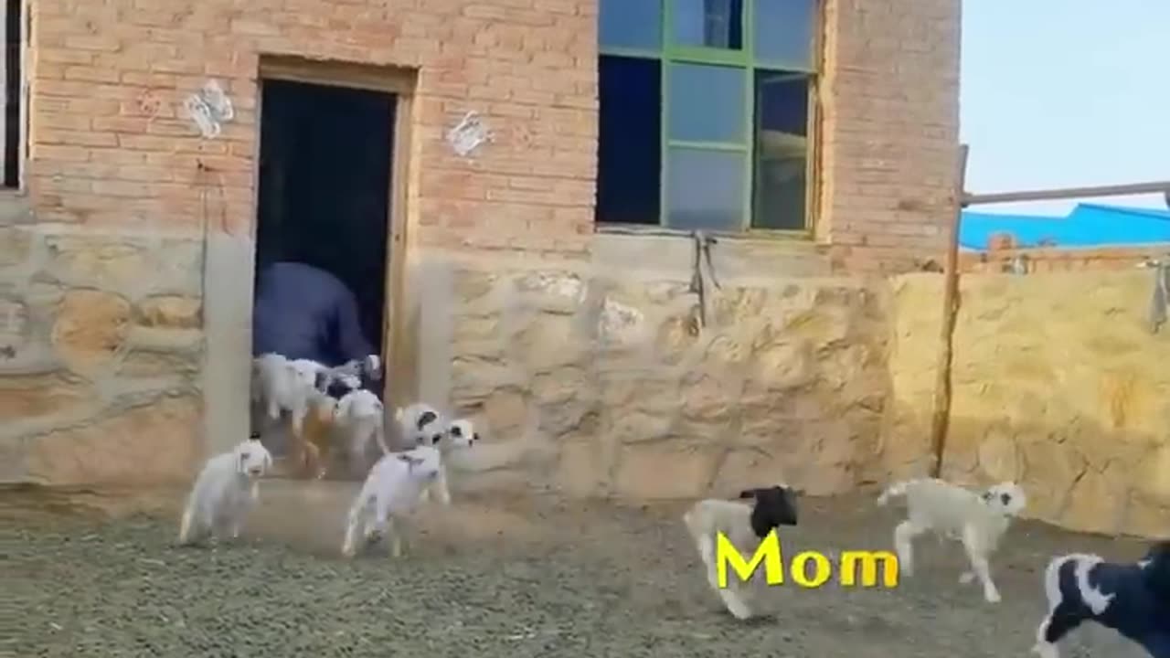 🐑Daily Funny Animals & Cute Pets Viral Videos😂 - Animals LOL Moments #funnyanimals #shorts