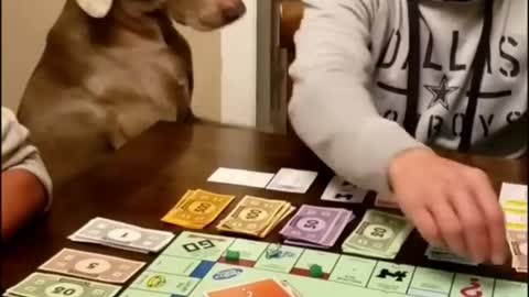 Funny DOGS & Cute PUPPIES