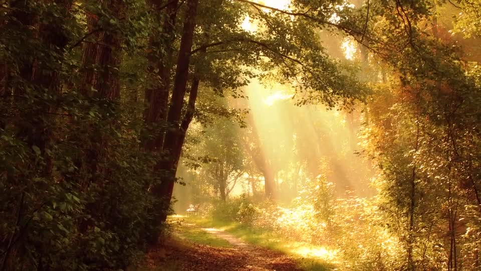 A forest of stars
