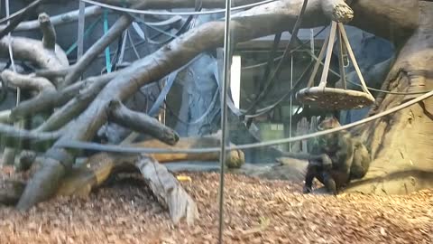 Western Lowland Gorillas And Columbus Monkey At The Henry Doorly Zoo