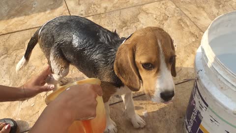 Winter Bath to cute Beagle