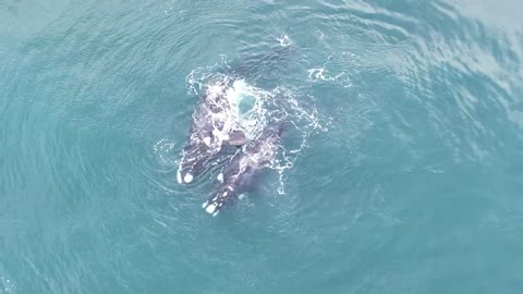 06 August 2022 Whales Mating - Western Cape Outeniquastrand SA