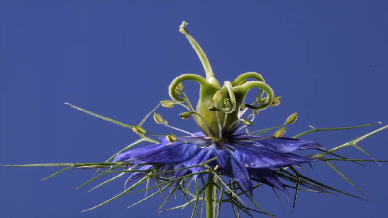 Love in the mist. Time lapse. Singer Chloëbeth Hamer