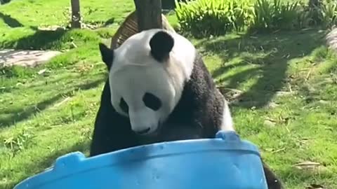 The giant panda