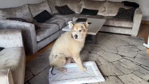 Curious Dog And Cat Bond With Newborn Baby! He Rocks Him To Sleep! (Cutest Ever!!)