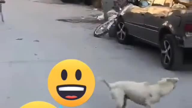 Dog Funny video 🤣