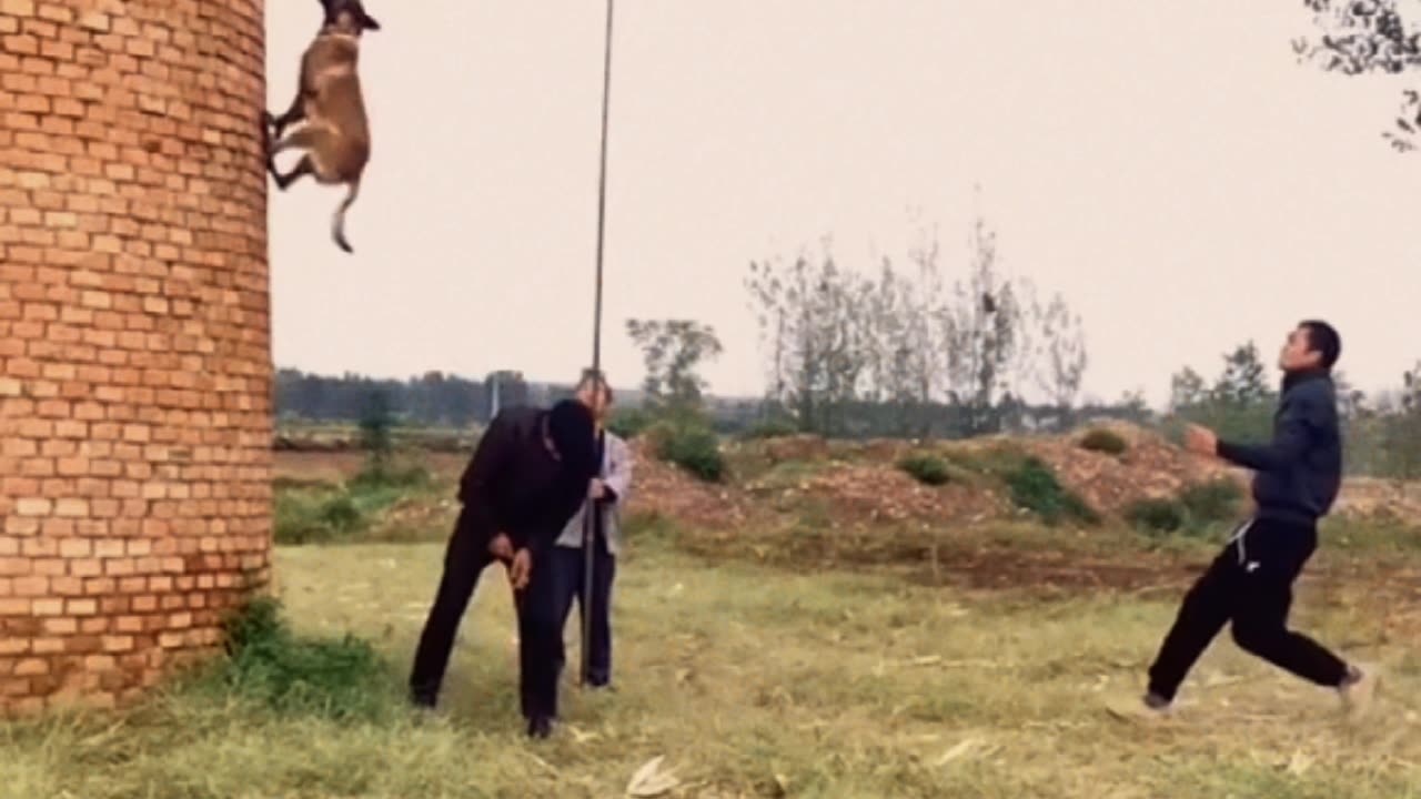German shepherd jumping 👌