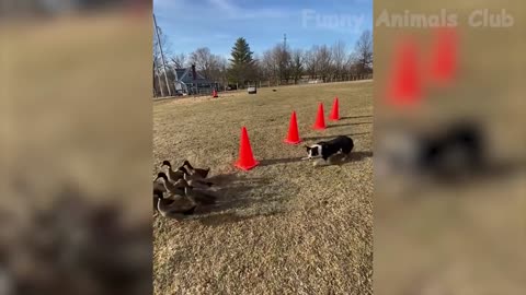 funny animals, the best