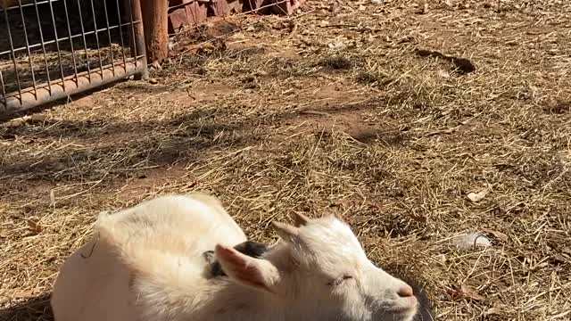 Dwarf Goats Cuddle in Sunshine