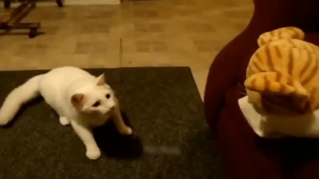 Funny cats moments 🤣🤣