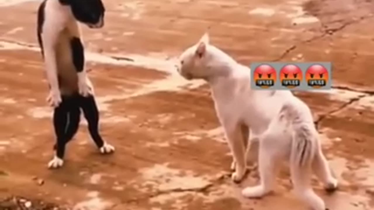 Laugh 😂 Laugh 😂 Laugh 😆😆😆 _ Funny Videos _ Funny _ Funny Cats _ Songs Heaven.