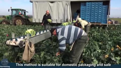 Awesome Cauliflower Cultivation Technology - Cauliflower Farming and Harvesting Machine
