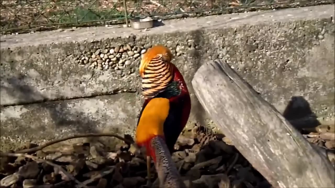 Beautiful Golden Pheasants and Wading Birds