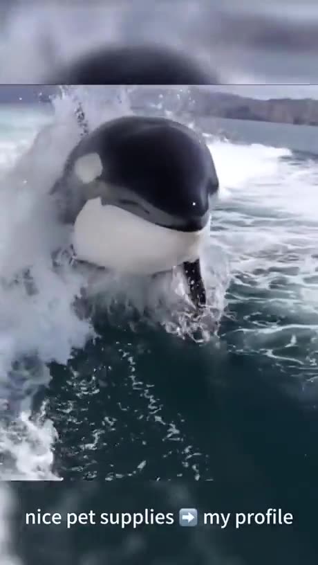 TOO COOL!!!! Jumping Orcas!!!