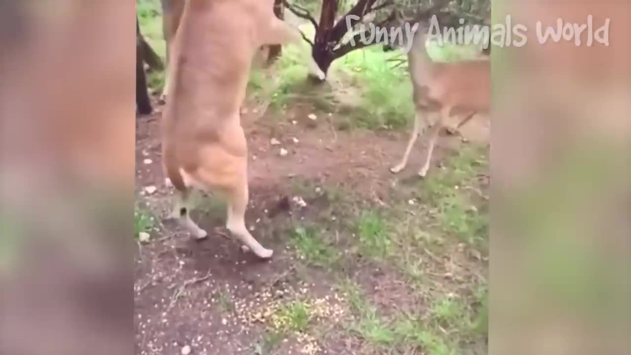 Funny Dogs And Cats Videos 2023 😅👌 - Best Animal Videos Of The Month 😁 #2