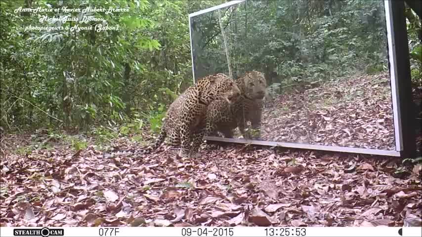 leopards staring in the mirror