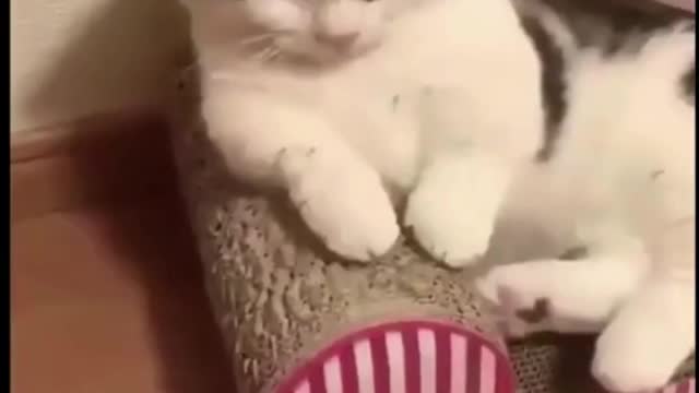 Cutest Cats in the World 3