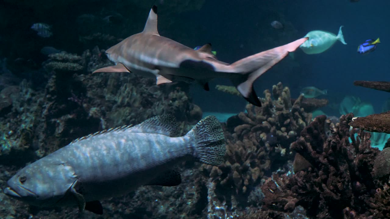 Dancing with the Currents: A Journey Through the Movement of Underwater Wildlife