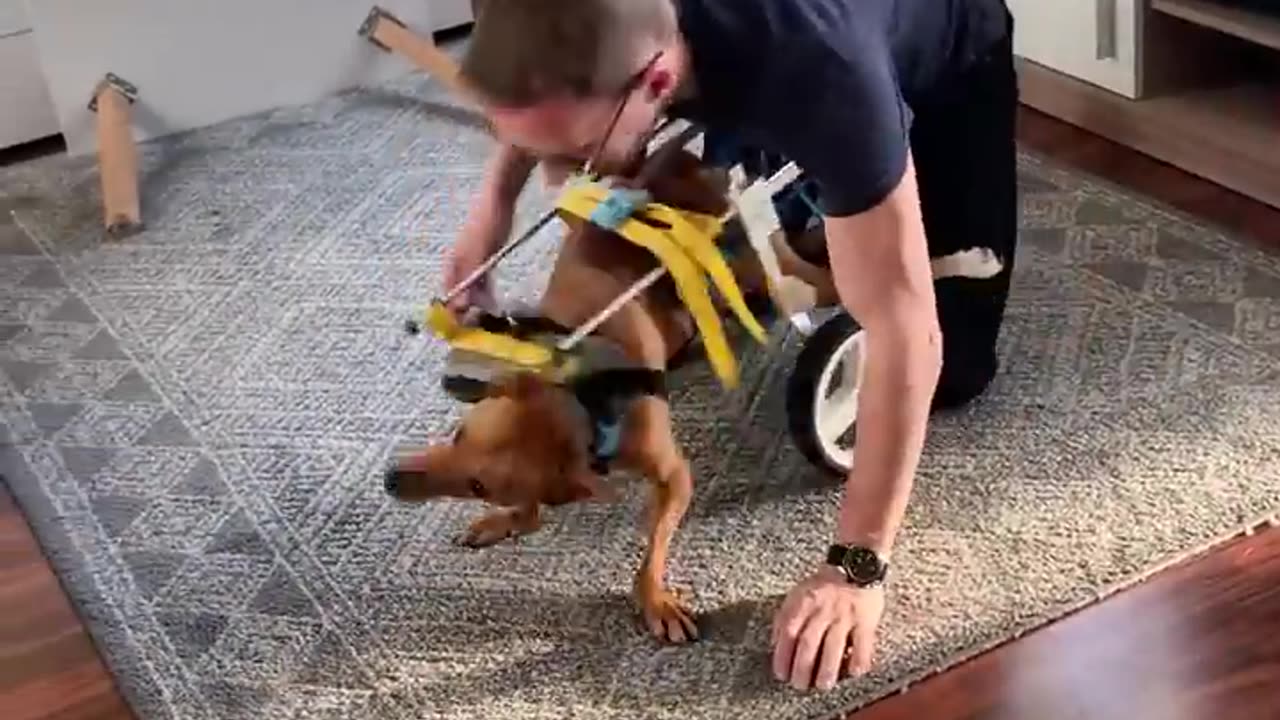 How to take care of a disabled dog #shorts video