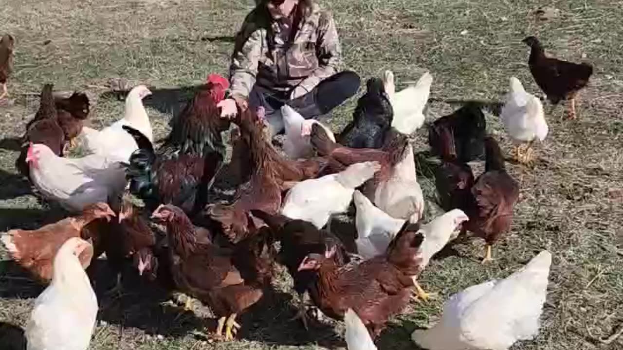 Just hanging with the chickens