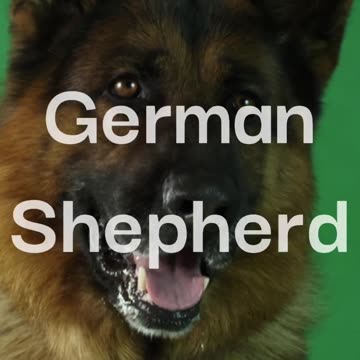 "Ultimate Canine Companions: Unveiling the Top 10 Most Beloved Breeds"