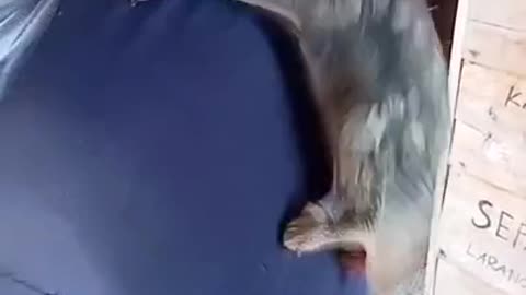 What kind of beast is this?