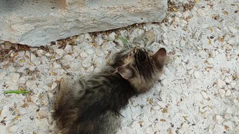 Two cute cats play together