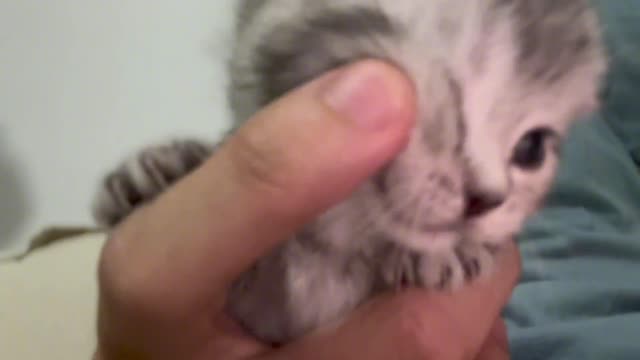 Biting is not allowed
