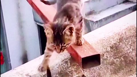 Funny cute cats