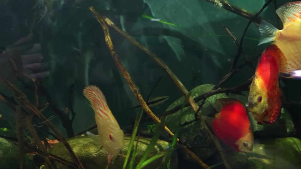 Discus Forest, A Flooded Amazon Tributary