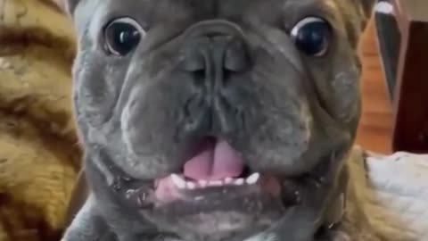 Funny Dog Videos Try Not To Laugh