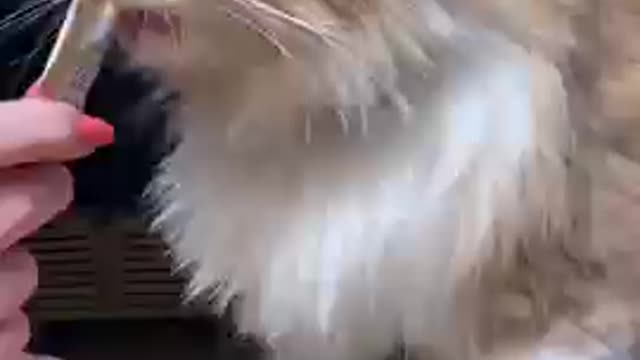 Best Funny Cat VideosCute Cats Moments