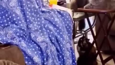funny cats and dogs video