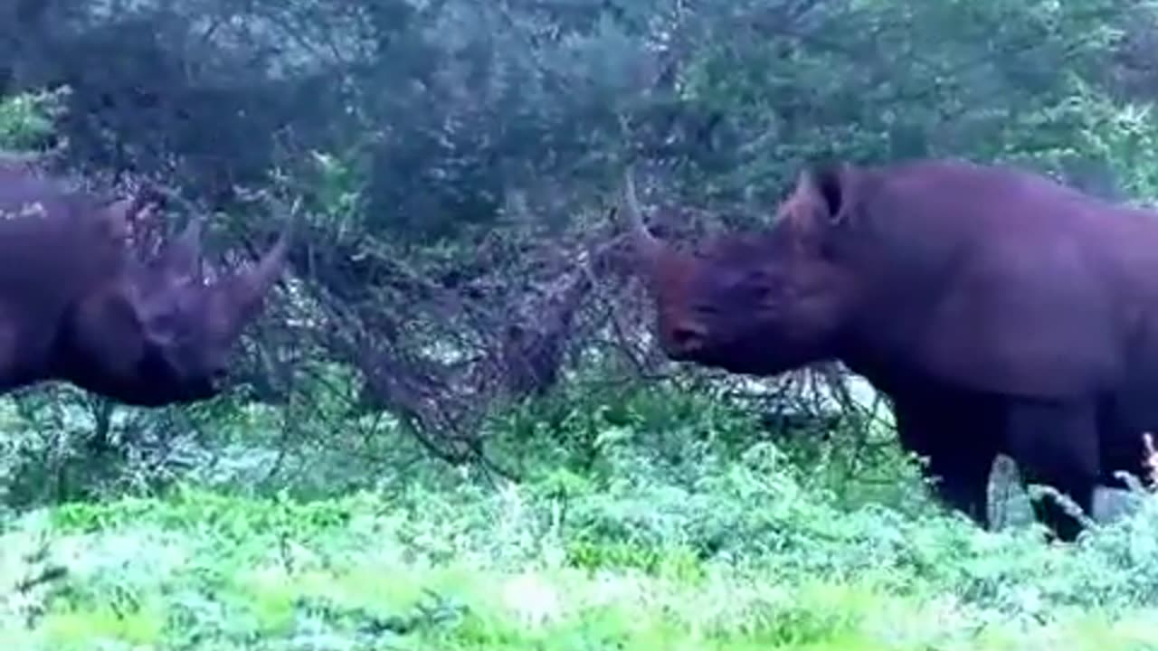 Western Black Rhinos Sparring