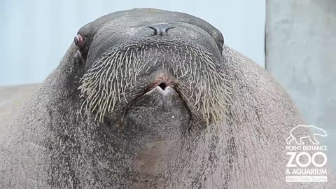 E.T. the Walrus practices his vocalizations at Point Defiance Zoo & Aquarium