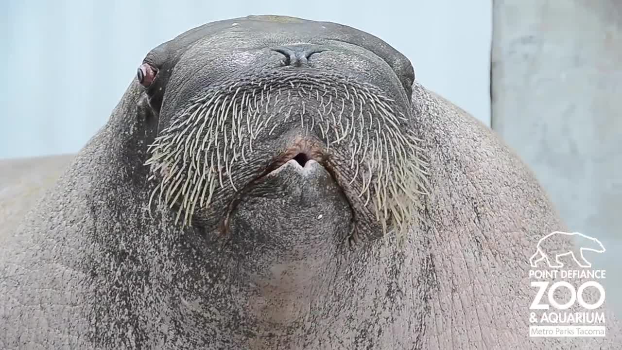 E.T. the Walrus practices his vocalizations at Point Defiance Zoo & Aquarium