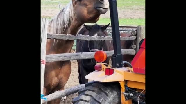 Funny and Cute Horse Videos That Will Change Your Mood For Good