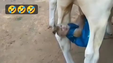 What is the monkey doing with the cow?