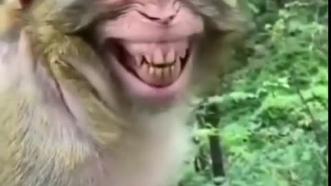 Funny videos going viral