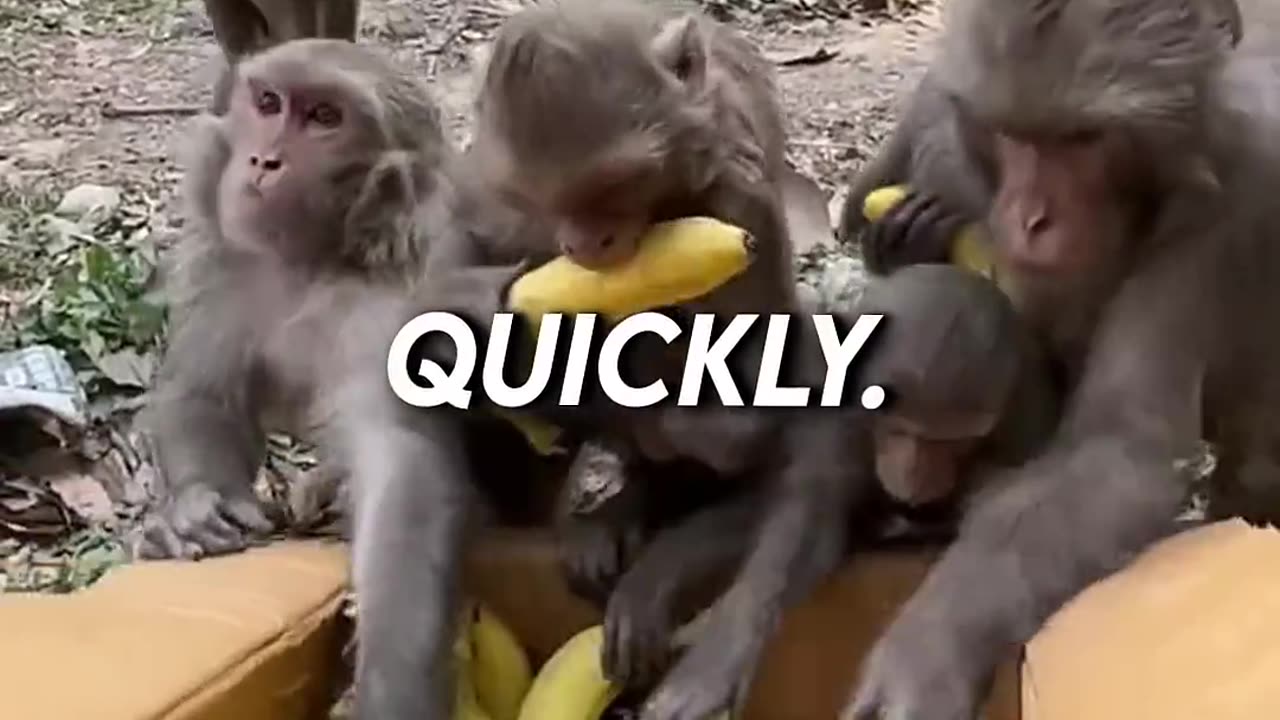 Monkeys Receiving Bananas in a Box Will Warm Your Heart!"