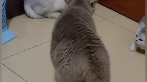 Funniest Fight Between Cats